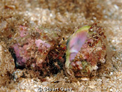 Hermit crab looking to up-grade. by Stuart Ganz 